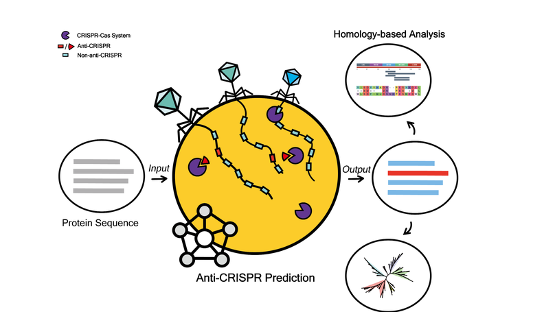 PaCRISPR: a server for predicting and visualizing anti-CRISPR proteins
